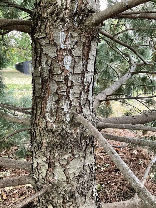 Limber Pine bark