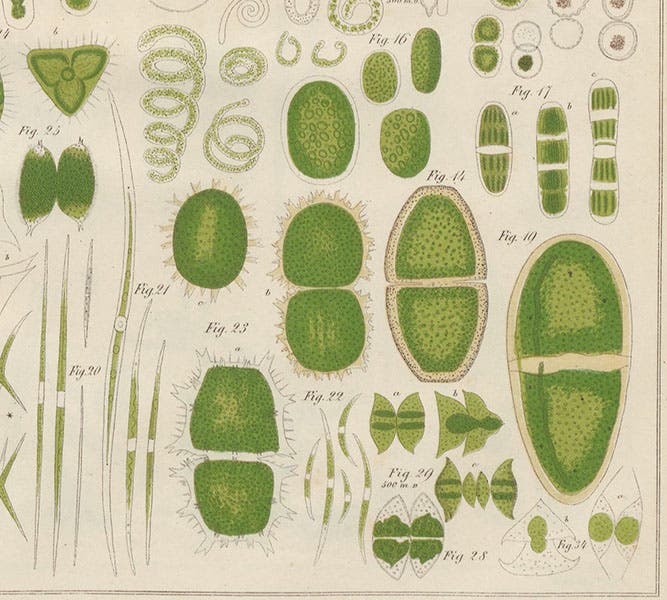 Green algae of the genus Penium and others, detail of a hand-colored engraving, Zur Kenntniss kleinster Lebensformen, by Maximilian Perty, plate 16, 1852 (Linda Hall Library)