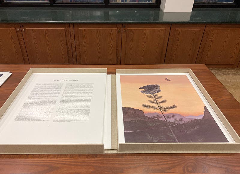 Flammulated owl, offset lithograph, in Of Birds and Texas, by Scott and Stuart Gentling, 1986 (Linda Hall Library)