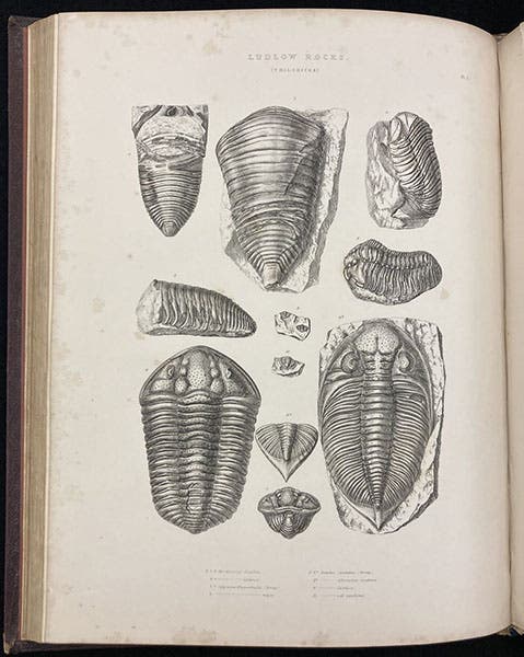 Silurian trilobites from the Ludlow formation, engraving in The Silurian System, by Roderick Murchison, vol. 2, 1839 (Linda Hall Library)