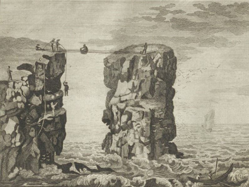 Hunting the eggs of seabirds in the Orkney Islands, engraving, Thomas Pennant, Arctic Zoology, 1792 (Linda Hall Library)