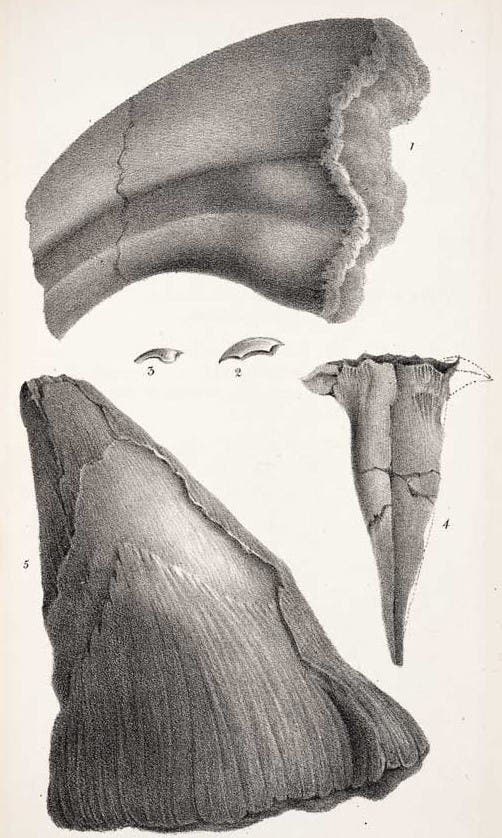 The Iguanodon bone that was though to be a horn. This work is part of our History of Science Collection, but it was NOT included in the original exhibition. Image source: Mantell, Gideon Algernon. The Geology of the South-East of England. London: Longman, Rees..., 1833, pl. 3.
