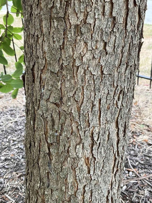 American Smoketree bark