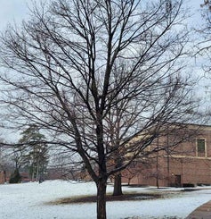 Legacy Sugar Maple winter