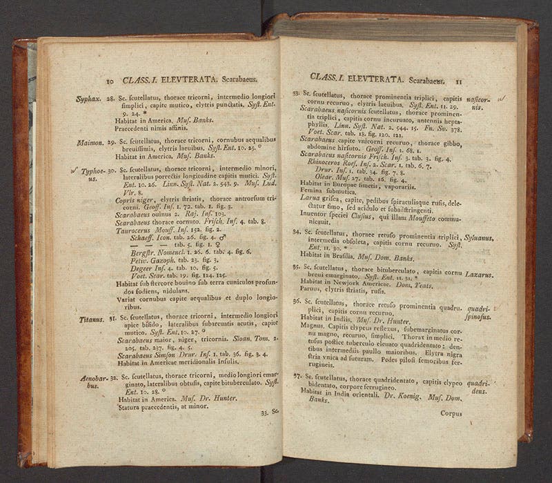 Two-page opening of the section on goliath beetles in Johann C. Fabricius, Species insectorum, 1781, citing the collections of Joseph Banks, Dru Drury, and William Hunter (Linda Hall Library)