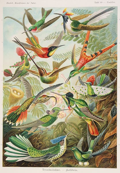 Hummingbirds, chromolithograph, in Kunstformen der Natur, by Ernst Haeckel, plate 99, 1899-1904 (Linda Hall Library)