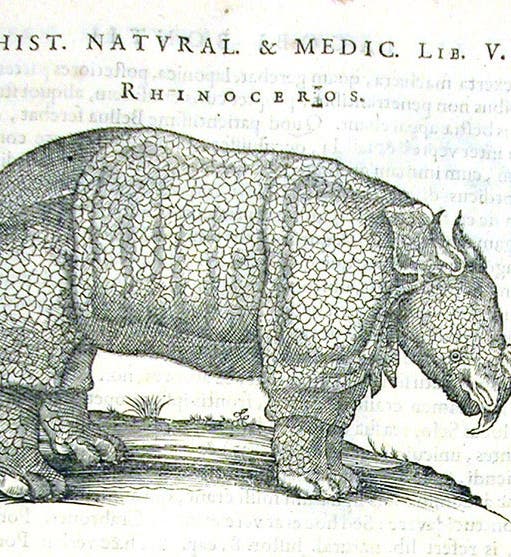 Javan rhinoceros, woodcut in Willem Piso, <i>De Indiae utriusque</i>, 1658 (Linda Hall Library)