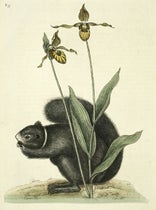 A lady’s slipper and a black squirrel, detail of hand-colored engraving in The Natural History of Carolina, Florida, and the Bahama Islands, by Mark Catesby, 2nd ed., vol. 2, plate 73, 1754; the lady’s slipper was grown in Peter Collinson’s garden (Linda Hall Library)