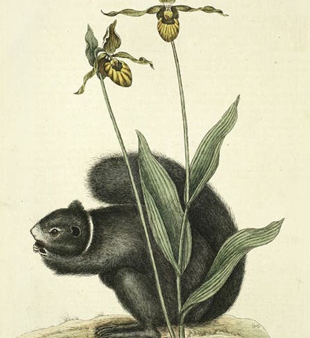 A lady’s slipper and a black squirrel, detail of hand-colored engraving in The Natural History of Carolina, Florida, and the Bahama Islands, by Mark Catesby, 2nd ed., vol. 2, plate 73, 1754; the lady’s slipper was grown in Peter Collinson’s garden (Linda Hall Library)