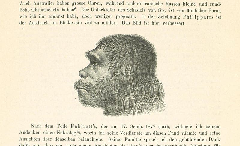 Restored face of Neanderthal man, printed drawing, in Hermann Schaaffhausen, Der Neanderthaler Fund, 1888 (digital.zbmed.de)