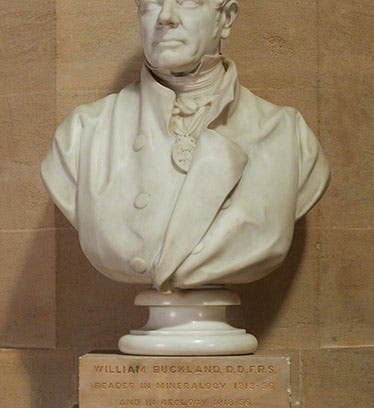 Bust of William Buckland, geologist, marble, by Henry Weekes, 1858, Oxford University Museum of Natural History (artuk.org)