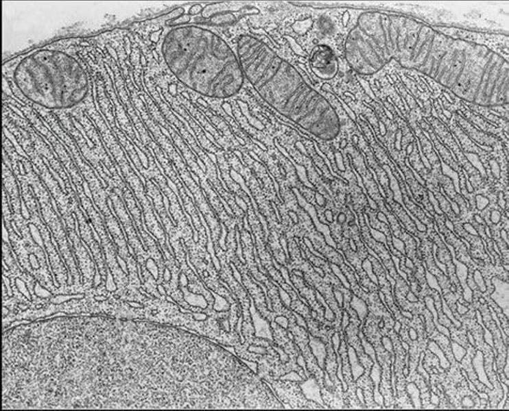 Electron photomicrograph of a cell; the extensive fine network is the endoplasmic reticulum, the tiny black dots are ribosomes; the larger organelles are mitochondria (top) and the cell nucleus (bottom left), from the front cover of The Endoplasmic Reticulum, ed. by Susan Ferro-Novick, Cold Harbor Spring Laboratory Press, 2013 (amazon.com)