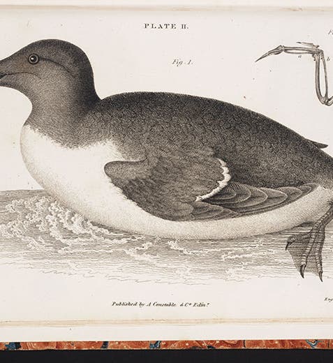 Common murre, drawn by M.C Fleming, from John Fleming, <i>The Philosophy of Zoology</i>, 1822 (Linda Hall Library)