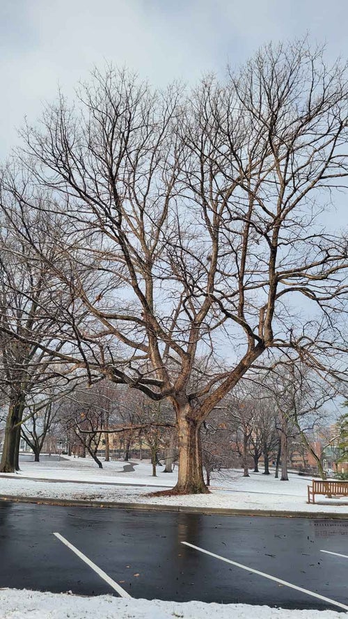 Hybrid Oak winter