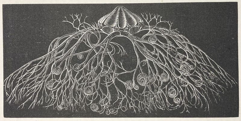 Astophyton, a basket-fish, drawing by Alexander Agassiz, Seaside Studies in Natural History, by Elizabeth Agassiz and Alexander Agassiz, p. 118, fig. 151, 1865 (Linda Hall Library)