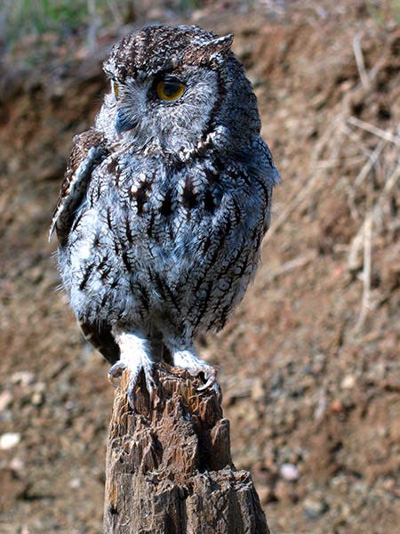The western screech owl, Megascops kennicottii, named after Kennicott by Daniel Giraud Elliott, 1867 (Wikimedia commons)