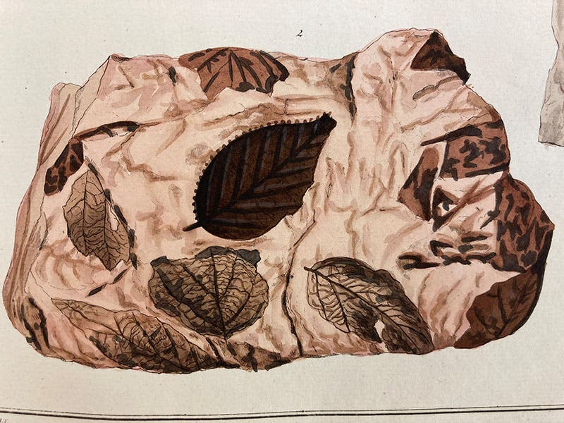 Detail of sixth image just above (Linda Hall Library)