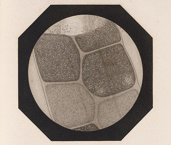 Microscopic view of tiny particles on silkworms that indicate their infection by bacteria, Pasteur, Études sur la maladie des vers a soie, 1870 (Linda Hall Library)