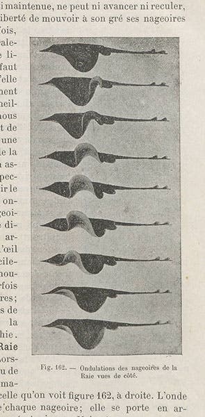 Swimming ray, chronophotograph, Étienne-Jules Marey, Le movement, 1894 (Linda Hall Library)