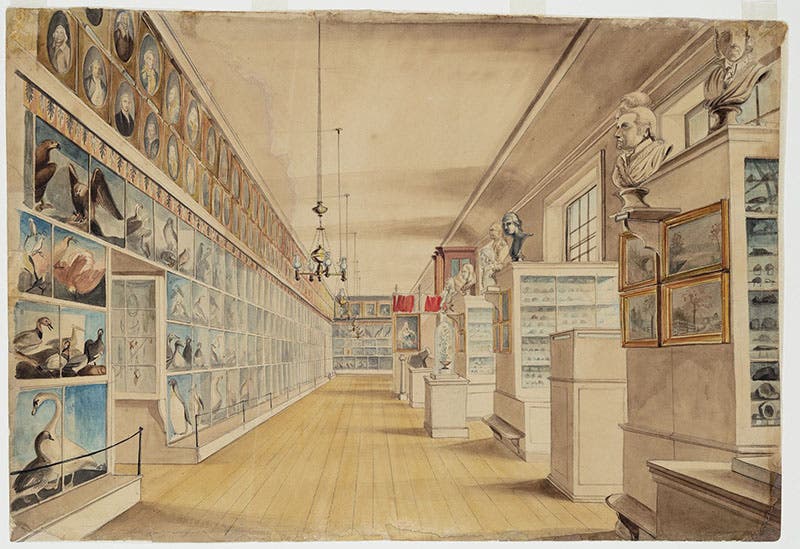 “The Long Room”, by Charles Willson and Titian Ramsay Peale, watercolor over graphite pencil on paper, 1822, Detroit Institute of Art (dia.org)