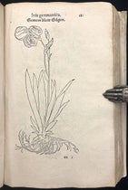 Bearded iris (Iris germanica), woodcut, Primi de stirpium historia, by Leonhart Fuchs, p. 181, 1545 (Linda Hall Library)