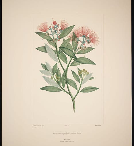 Metrosideros excelsa, Pohutukawa or New Zealand Christmas tree, drawn 1769-70 by Sydney Parkinson, engraved by G. Smith before 1784, printed in color by Alecto Historical Editions, Banks Florilegium, plate 445, 1980-90 (Linda Hall Library)