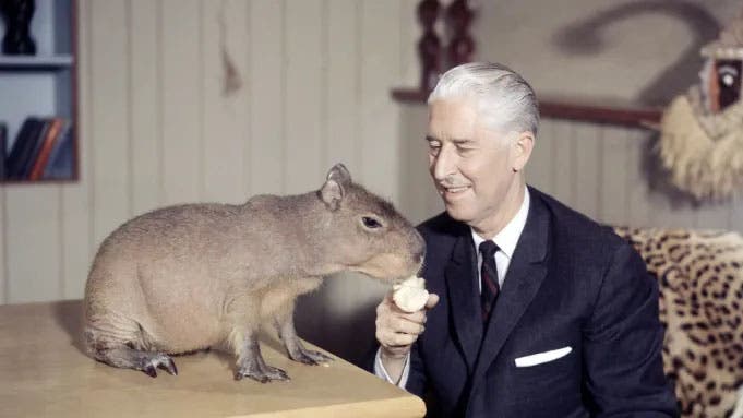 Marlin Perkins with a baby capybara (deadline.com)