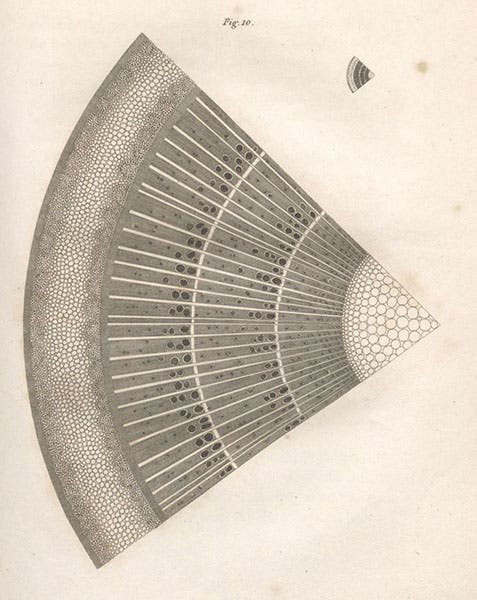 Quarter of a horizontal section of an ash tree, engraving, Elements of Agricultural Chemistry, in a Course of Lectures for the Board of Agriculture, by Humphry Davy, fig. 10, foll. p. 54, 1813 (Linda Hall Library)