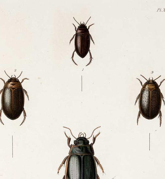 Four beetles from James Stephens, <i>Illustrations of British Entomology</i>, 1829, detail of fourth image (Linda Hall Library)