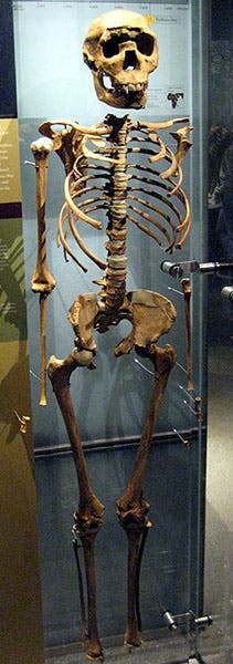 KNM-WT 15000, Turkana boy, Homo ergaster, found 1984, replica, American Museum of Natural History, New York City (Wikimedia commons)