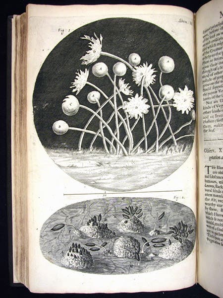 Mould, engraving, scheme 12, Robert Hooke, Micrographia, 1665 (Linda Hall Library)