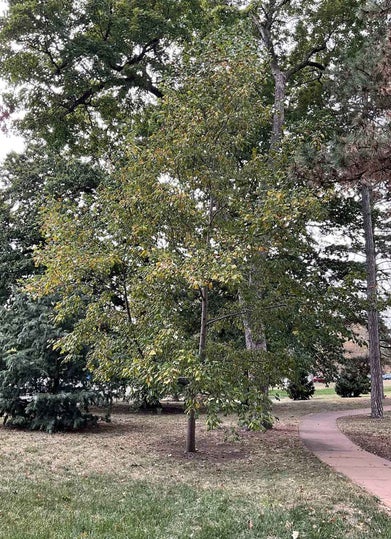 Tuliptree summer