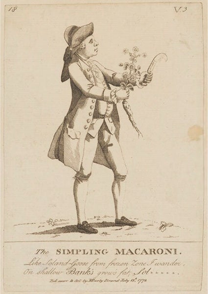 A caricature of Daniel Solander, the “Simpling Macaroni”, 1772; simples were medicinal plants, and a macaroni, in 18th-century England, was an androgynous dandy (National Portrait Gallery, London)