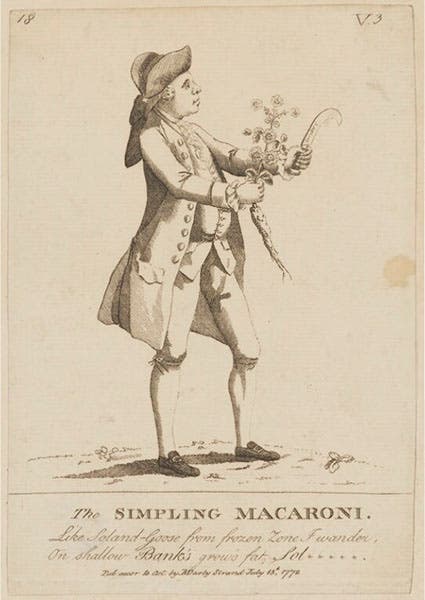 A caricature of Daniel Solander, the “Simpling Macaroni”, 1772; simples were medicinal plants, and a macaroni, in 18th-century England, was an androgynous dandy (National Portrait Gallery, London)