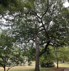 Chinkapin Oak summer