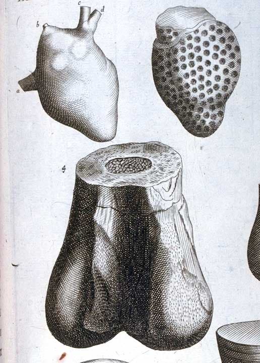 First fossil bone published by Robert Plot. This work is part of our History of Science Collection, but it was NOT included in the original exhibition. Image source: Plot, Robert. The Natural History of Oxfordshire. Oxford, 1676, tab. 8.