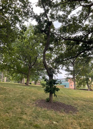 Faxon Oak summer