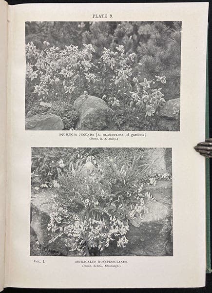 Aquilegia (top) and Astragalus, rock garden plantings, photographs in The English Rock Garden, by Reginald Farrer, vol. 1, plate 9, 1919 (Linda Hall Library)