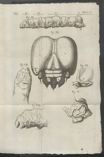 Head of the silkworm, engraving, Marcello Malpighi, De bombyce, 1669 (Linda Hall Library)