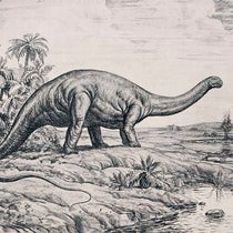 Life restoration of Apatosaurus, charcoal on paper, by Andrey Avinoff, printed as frontispiece in Memoirs of the Carnegie Museum, vol. 11, no. 4, 1936 (Linda Hall Library)