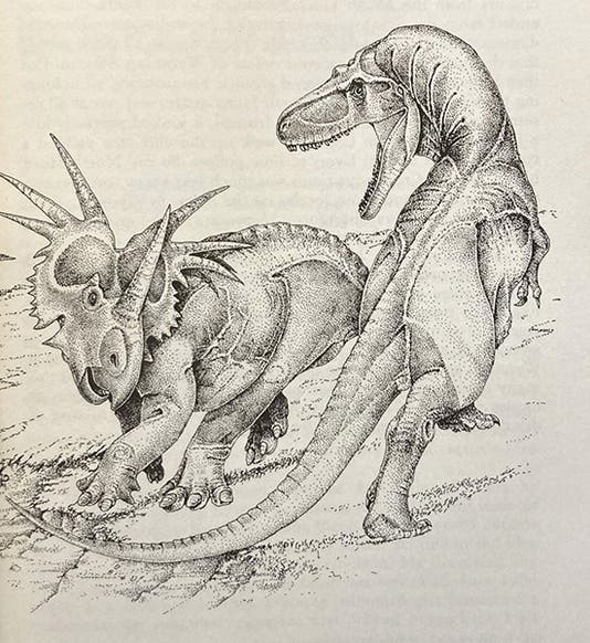 Albertosaurus attacking a Styracosaurus, drawing by Robert Bakker, in his The Dinosaur Heresies: New Theories Unlocking the Mystery of the Dinosaurs and their Extinction, p. 123, 1986 (author’s copy)