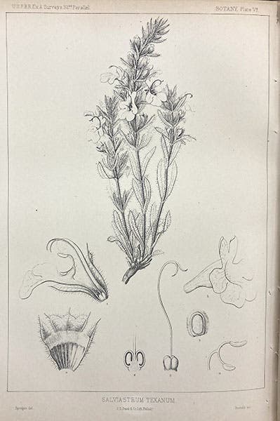 Salviastrum texanum, engraving after drawing by Isaac Sprague, illustrating “Report on the botany of the expedition,” by John Torrey and Asa Gary, in Report of Explorations for a Route for the Pacific Railroad, vol 2, by John W. Gunnison, 1855 (Linda Hall Library)