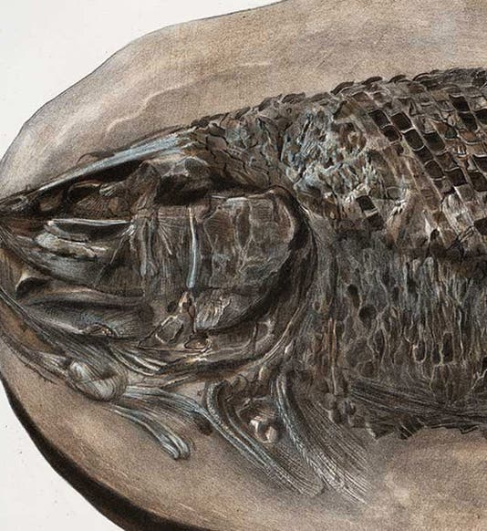 Lepidotus, a fossil fish, detail of hand-colored lithograph, Recherches sur les poissons fossils: Atlas, by Louis Agassiz, plate 31, vol. 2, 1833-43 (Linda Hall Library)