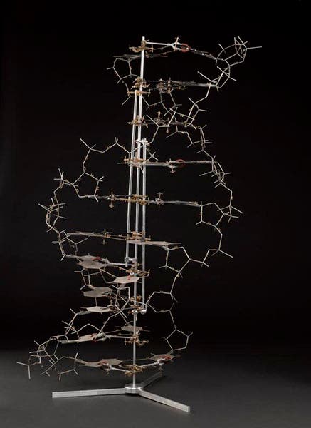 Reconstruction of the 1953 Watson-Crick model of DNA structure, using some of the original metal base plates, on display at the Science Museum, London (collection.sciencemuseumgroup.org.uk)