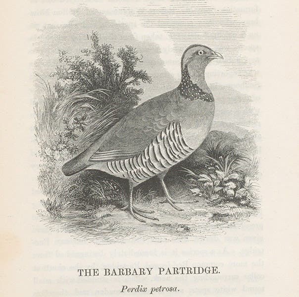 Barbary partridge, wood engraving, William Yarrell, Supplement to the History of British Birds, 1845 (Linda Hall Library)