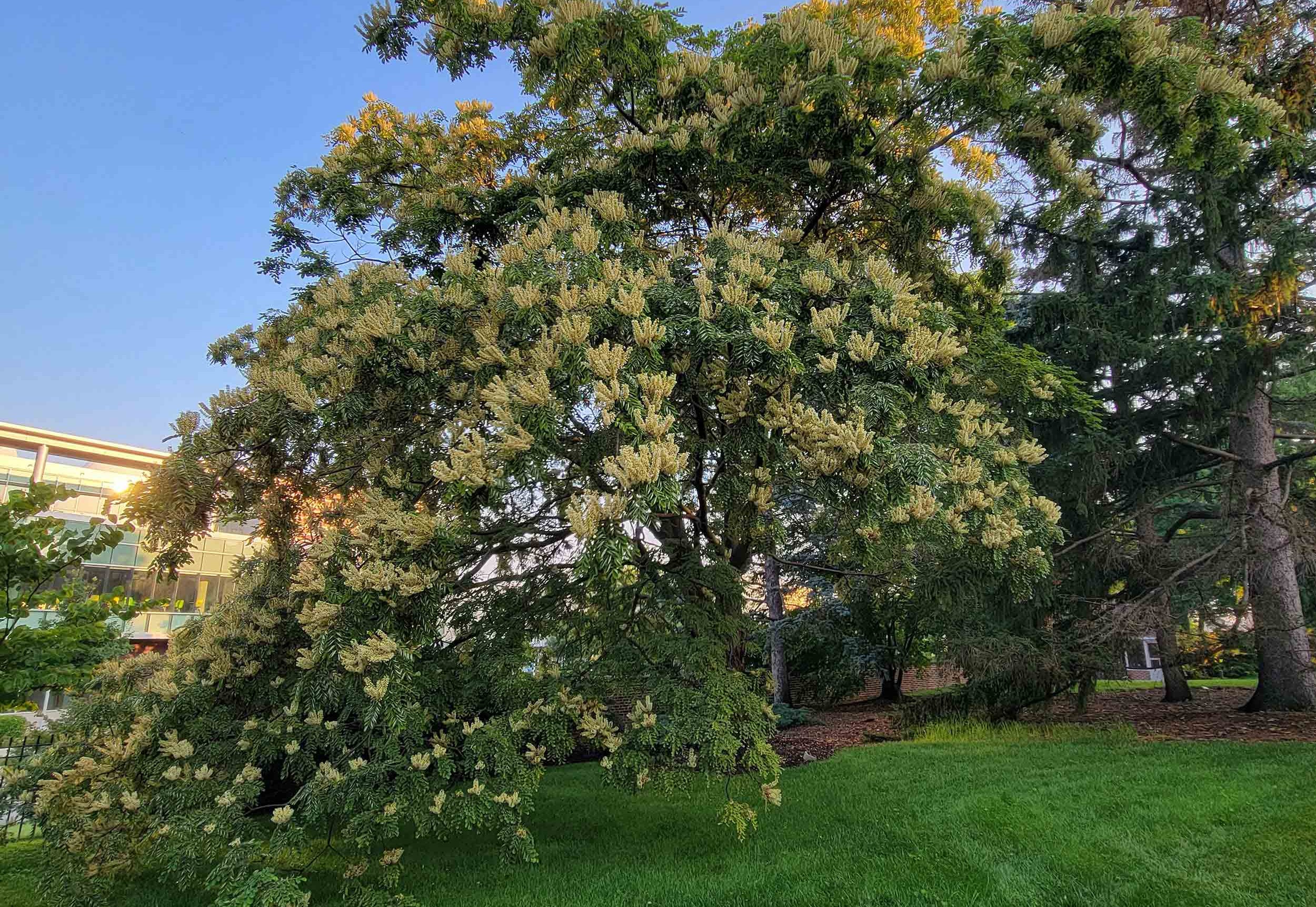 Linda Hall Library arboretum amur maackia champion tree