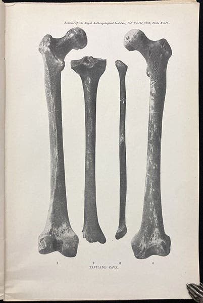 Bones of the left leg of the Red Lady of Paviland, photograph in “Paviland Cave: An Aurignacian station in Wales,” by William J. Sollas, Journal of the Royal Anthropological Institute, vol. 43, plate 24, 1913 (Linda Hall Library)