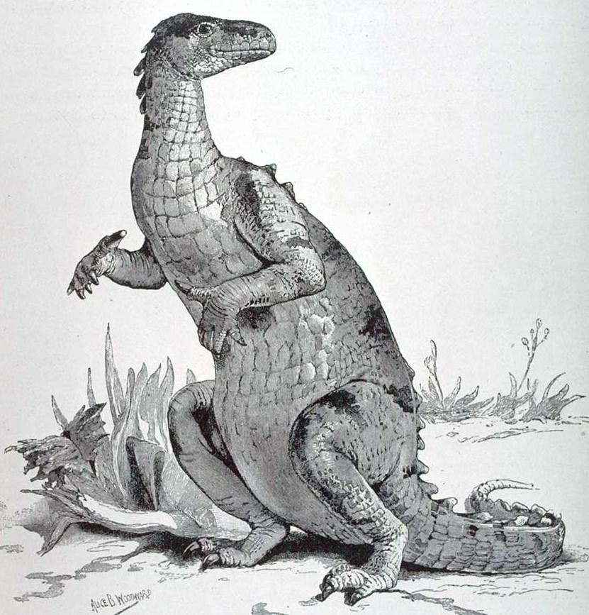Restoration of the Iguanodon. This work is part of our History of Science Collection, but it was NOT included in the original exhibition. Image source: Lydekker, Richard. The Royal Natural History. Volume IX: [Reptiles]. London: Warne, 1896, p. 33.