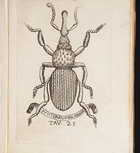 A weevil under magnification, from Redi, <i>Esperienze</i>, 1668 (Linda Hall Library)