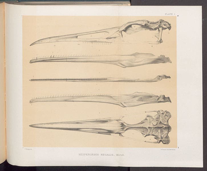 The skull of Hesperornis regalis, with teeth, lithograph in Odontornithes: A Monograph of the Extinct Toothed Birds of North America, Memoirs of the Peabody Museum of Natural History, by Othniel C. Marsh, vol. 1, pl.1, 1880 (Linda Hall Library)